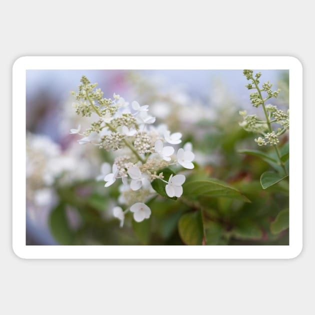 White Hydrangea Flowers with Pastel Background Sticker by Amy-K-Mitchell